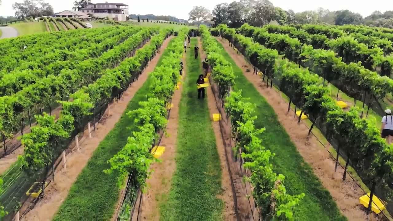 Drone aerial